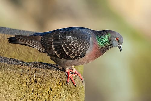 Pigeon perched on a stone wall Art Print
